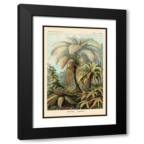 Haeckel Nature Illustrations: Ferns Black Modern Wood Framed Art Print with Double Matting by Haeckel, Ernst