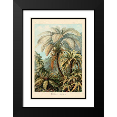 Haeckel Nature Illustrations: Ferns Black Modern Wood Framed Art Print with Double Matting by Haeckel, Ernst