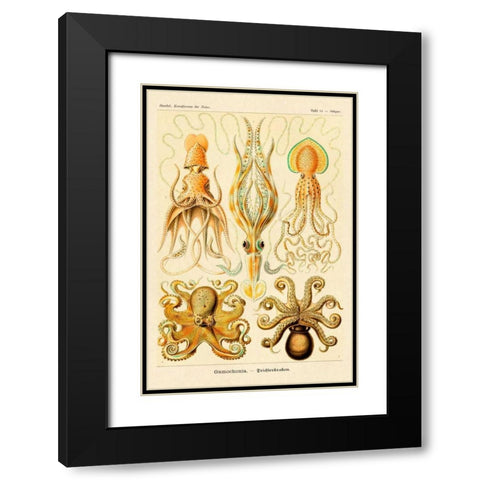 Haeckel Nature Illustrations: Cephlopods Black Modern Wood Framed Art Print with Double Matting by Haeckel, Ernst