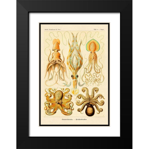 Haeckel Nature Illustrations: Cephlopods Black Modern Wood Framed Art Print with Double Matting by Haeckel, Ernst