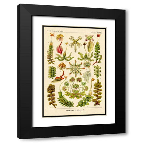 Haeckel Nature Illustrations: Corals Black Modern Wood Framed Art Print with Double Matting by Haeckel, Ernst