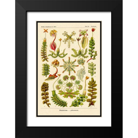 Haeckel Nature Illustrations: Corals Black Modern Wood Framed Art Print with Double Matting by Haeckel, Ernst