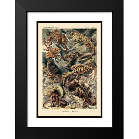 Haeckel Nature Illustrations: Lizards Black Modern Wood Framed Art Print with Double Matting by Haeckel, Ernst
