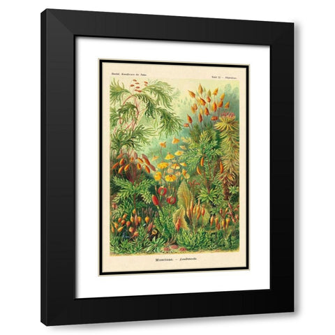 Haeckel Nature Illustrations: Muscinae Black Modern Wood Framed Art Print with Double Matting by Haeckel, Ernst