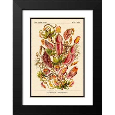 Haeckel Nature Illustrations: Pitcher Plants Black Modern Wood Framed Art Print with Double Matting by Haeckel, Ernst