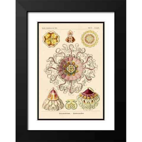 Haeckel Nature Illustrations: Jelly Fish Black Modern Wood Framed Art Print with Double Matting by Haeckel, Ernst