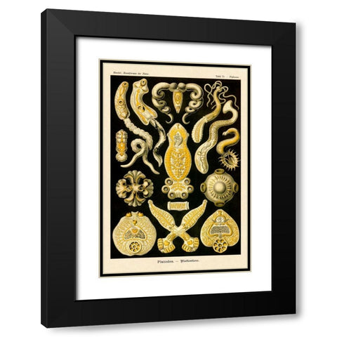 Haeckel Nature Illustrations: Flatworms Black Modern Wood Framed Art Print with Double Matting by Haeckel, Ernst