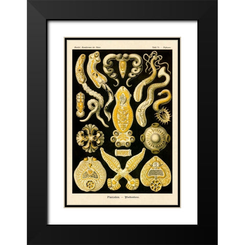 Haeckel Nature Illustrations: Flatworms Black Modern Wood Framed Art Print with Double Matting by Haeckel, Ernst