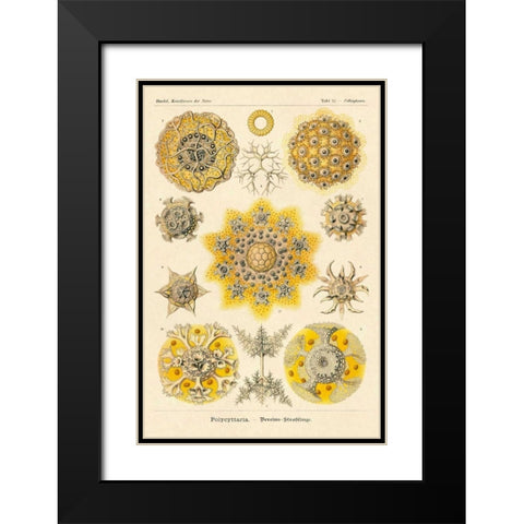 Haeckel Nature Illustrations: Polycytaria Radiolaria Black Modern Wood Framed Art Print with Double Matting by Haeckel, Ernst