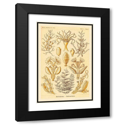 Haeckel Nature Illustrations: Sertulariae Black Modern Wood Framed Art Print with Double Matting by Haeckel, Ernst