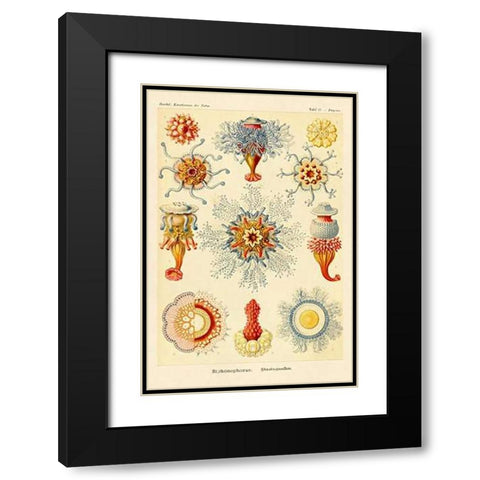 Haeckel Nature Illustrations: Siphoneae Hydrozoa Black Modern Wood Framed Art Print with Double Matting by Haeckel, Ernst