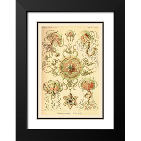 Haeckel Nature Illustrations: Trachomedusae - Jellyfish Black Modern Wood Framed Art Print with Double Matting by Haeckel, Ernst