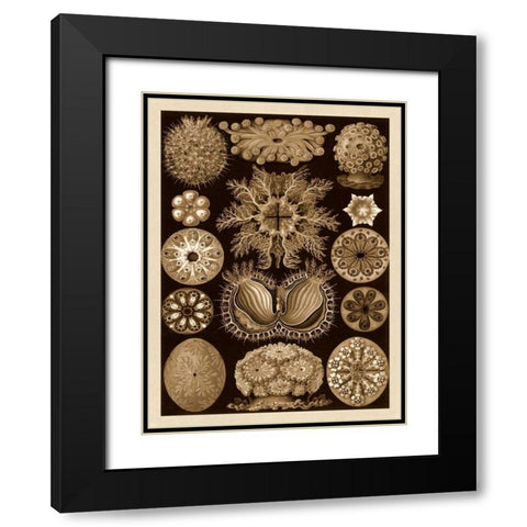 Haeckel Nature Illustrations: Ascidiae - Sepia Tint Black Modern Wood Framed Art Print with Double Matting by Haeckel, Ernst
