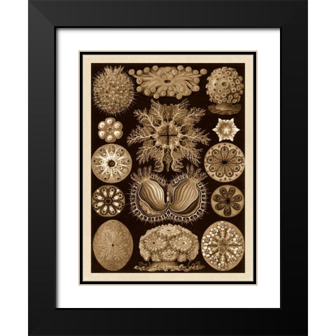 Haeckel Nature Illustrations: Ascidiae - Sepia Tint Black Modern Wood Framed Art Print with Double Matting by Haeckel, Ernst