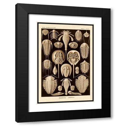 Haeckel Nature Illustrations: Athropods - Sepia Tint Black Modern Wood Framed Art Print with Double Matting by Haeckel, Ernst