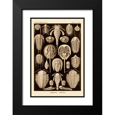 Haeckel Nature Illustrations: Athropods - Sepia Tint Black Modern Wood Framed Art Print with Double Matting by Haeckel, Ernst