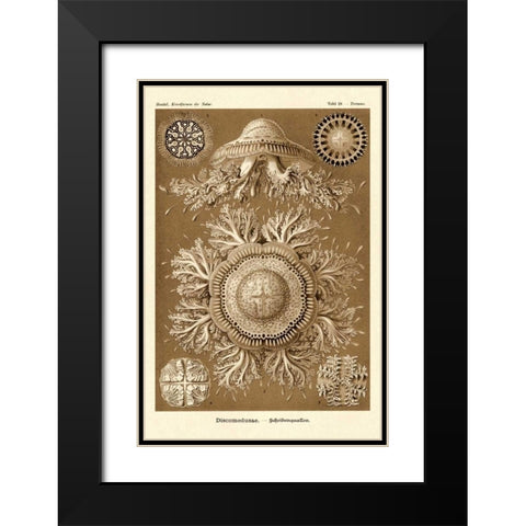 Haeckel Nature Illustrations: Jelly Fish - Sepia Tint Black Modern Wood Framed Art Print with Double Matting by Haeckel, Ernst