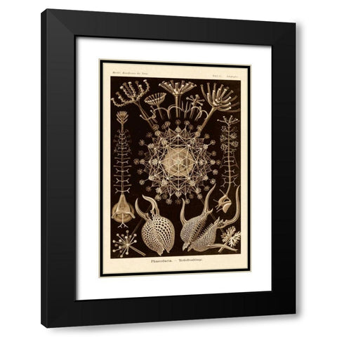 Haeckel Nature Illustrations: Phaeodaria radiolarians - Sepia Tint Black Modern Wood Framed Art Print with Double Matting by Haeckel, Ernst