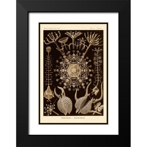 Haeckel Nature Illustrations: Phaeodaria radiolarians - Sepia Tint Black Modern Wood Framed Art Print with Double Matting by Haeckel, Ernst