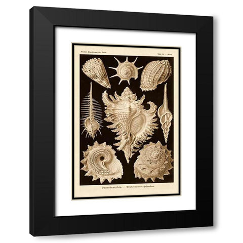 Haeckel Nature Illustrations: Gastropods - Sepia Tint Black Modern Wood Framed Art Print with Double Matting by Haeckel, Ernst