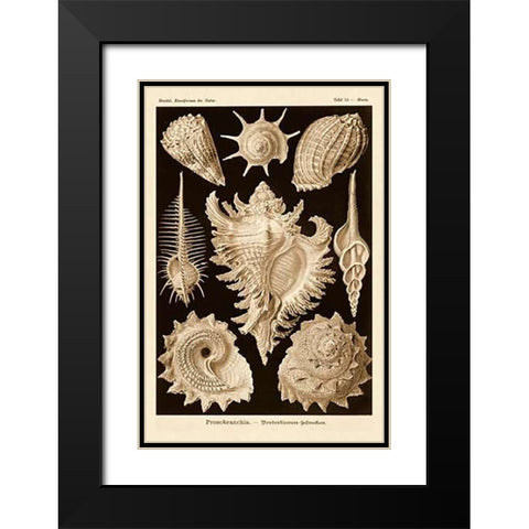 Haeckel Nature Illustrations: Gastropods - Sepia Tint Black Modern Wood Framed Art Print with Double Matting by Haeckel, Ernst