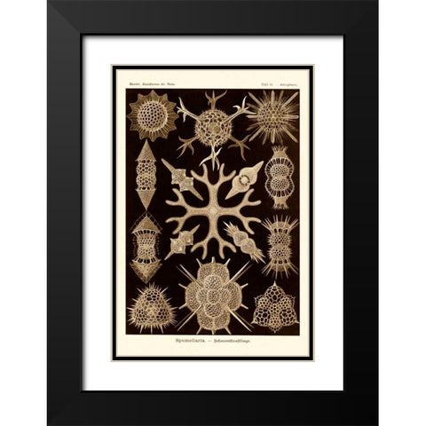 Haeckel Nature Illustrations: Spumellaria - Sepia Tint Black Modern Wood Framed Art Print with Double Matting by Haeckel, Ernst