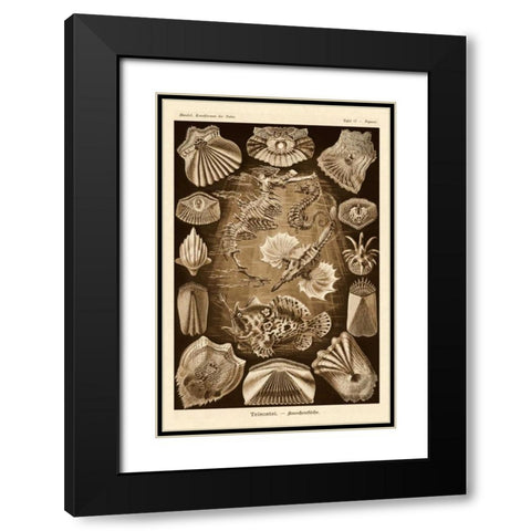 Haeckel Nature Illustrations: Teleostei, bony Fishes - Sepia Tint Black Modern Wood Framed Art Print with Double Matting by Haeckel, Ernst