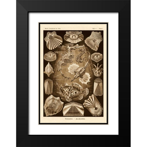 Haeckel Nature Illustrations: Teleostei, bony Fishes - Sepia Tint Black Modern Wood Framed Art Print with Double Matting by Haeckel, Ernst