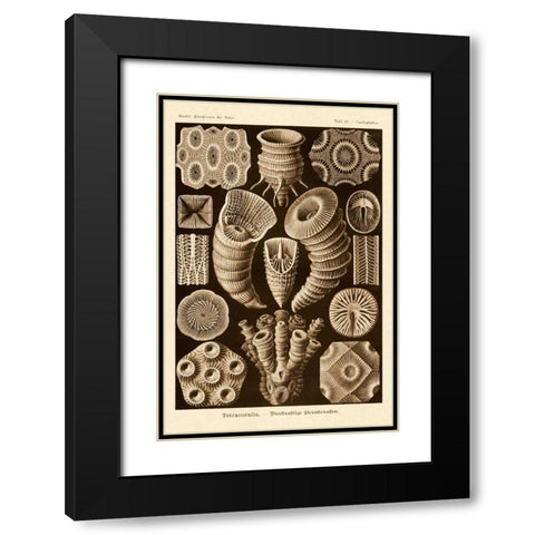 Haeckel Nature Illustrations: Tetracoralla, Coral - Sepia Tint Black Modern Wood Framed Art Print with Double Matting by Haeckel, Ernst