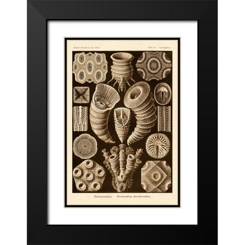 Haeckel Nature Illustrations: Tetracoralla, Coral - Sepia Tint Black Modern Wood Framed Art Print with Double Matting by Haeckel, Ernst