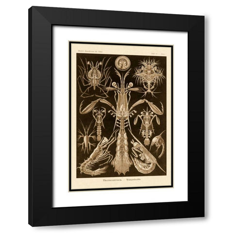 Haeckel Nature Illustrations: Thoracostraca, Crustaceans - Sepia Tint Black Modern Wood Framed Art Print with Double Matting by Haeckel, Ernst