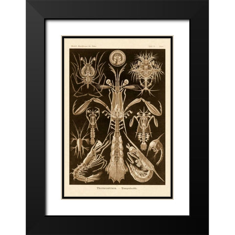 Haeckel Nature Illustrations: Thoracostraca, Crustaceans - Sepia Tint Black Modern Wood Framed Art Print with Double Matting by Haeckel, Ernst