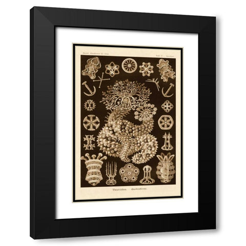 Haeckel Nature Illustrations: Sea Cucumbers - Sepia Tint Black Modern Wood Framed Art Print with Double Matting by Haeckel, Ernst