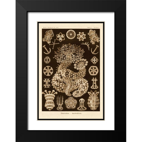 Haeckel Nature Illustrations: Sea Cucumbers - Sepia Tint Black Modern Wood Framed Art Print with Double Matting by Haeckel, Ernst