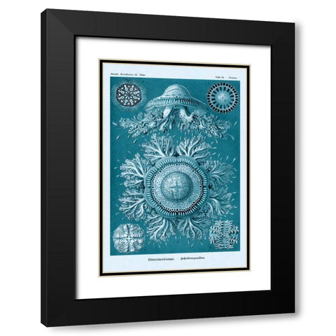 Haeckel Nature Illustrations: Jelly Fish - Blue-Green Tint Black Modern Wood Framed Art Print with Double Matting by Haeckel, Ernst