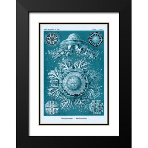 Haeckel Nature Illustrations: Jelly Fish - Blue-Green Tint Black Modern Wood Framed Art Print with Double Matting by Haeckel, Ernst