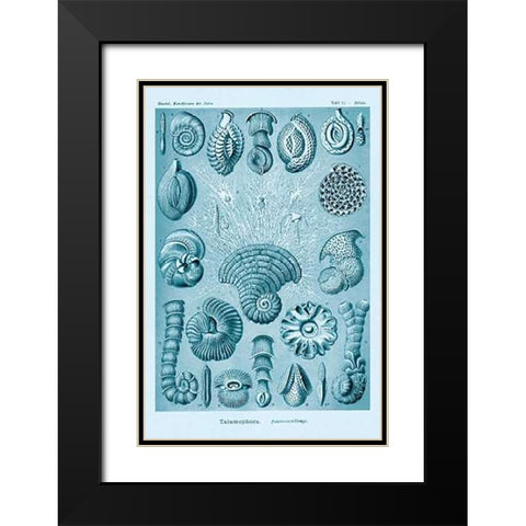 Haeckel Nature Illustrations: Talamophora, Formanifera, Rhisopods - Blue-Green Tint Black Modern Wood Framed Art Print with Double Matting by Haeckel, Ernst