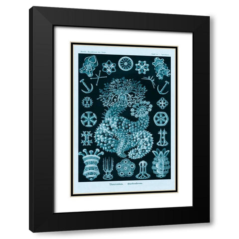 Haeckel Nature Illustrations: Sea Cucumbers - Blue-Green Tint Black Modern Wood Framed Art Print with Double Matting by Haeckel, Ernst