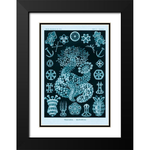 Haeckel Nature Illustrations: Sea Cucumbers - Blue-Green Tint Black Modern Wood Framed Art Print with Double Matting by Haeckel, Ernst