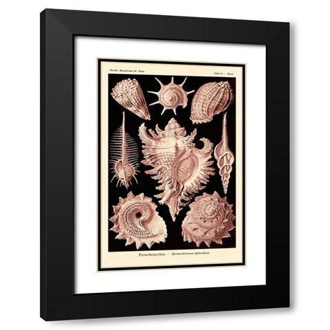 Haeckel Nature Illustrations: Gastropods - Rose Tint Black Modern Wood Framed Art Print with Double Matting by Haeckel, Ernst