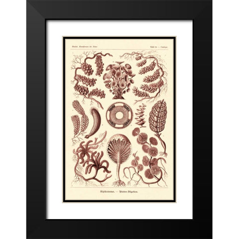 Haeckel Nature Illustrations: Siphoneae Hydrozoa - Rose Tint Black Modern Wood Framed Art Print with Double Matting by Haeckel, Ernst