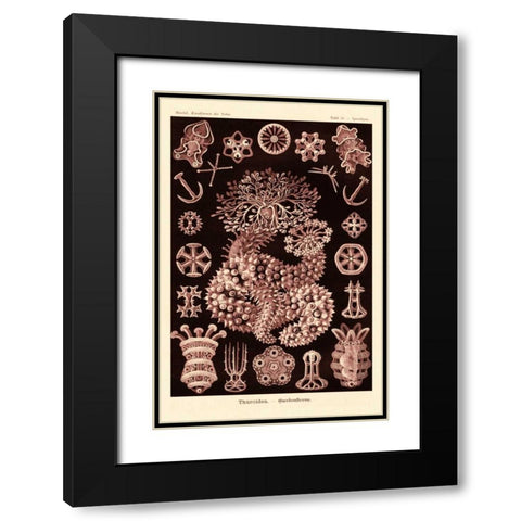 Haeckel Nature Illustrations: Sea Cucumbers- Rose Tint Black Modern Wood Framed Art Print with Double Matting by Haeckel, Ernst