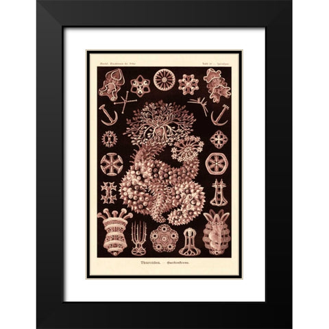 Haeckel Nature Illustrations: Sea Cucumbers- Rose Tint Black Modern Wood Framed Art Print with Double Matting by Haeckel, Ernst