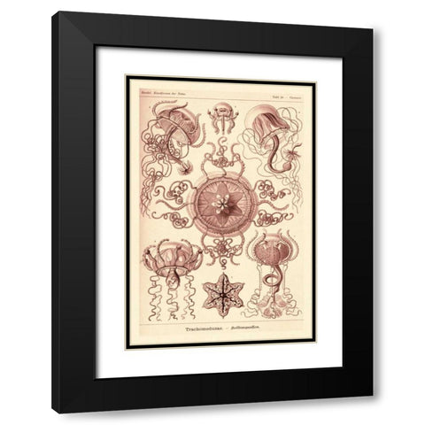 Haeckel Nature Illustrations: Trachomedusae - Jellyfish - Rose Tint Black Modern Wood Framed Art Print with Double Matting by Haeckel, Ernst