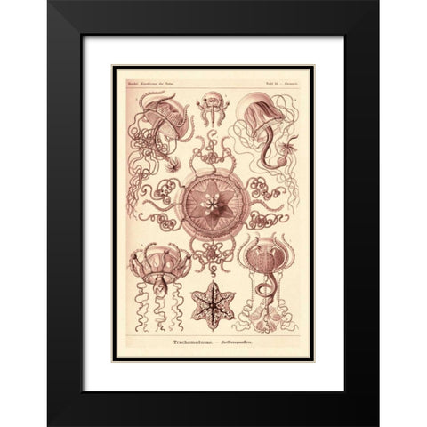 Haeckel Nature Illustrations: Trachomedusae - Jellyfish - Rose Tint Black Modern Wood Framed Art Print with Double Matting by Haeckel, Ernst