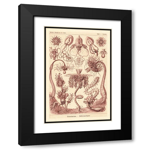 Haeckel Nature Illustrations: Tubularida - Tubularians - Rose Tint Black Modern Wood Framed Art Print with Double Matting by Haeckel, Ernst
