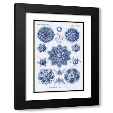 Haeckel Nature Illustrations: Siphoneae Hydrozoa - Dark Blue Tint Black Modern Wood Framed Art Print with Double Matting by Haeckel, Ernst