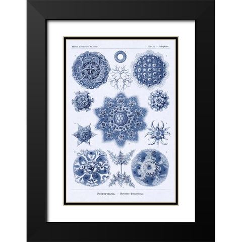 Haeckel Nature Illustrations: Siphoneae Hydrozoa - Dark Blue Tint Black Modern Wood Framed Art Print with Double Matting by Haeckel, Ernst