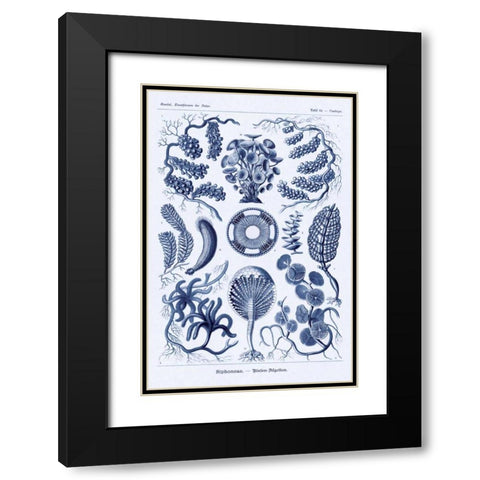 Haeckel Nature Illustrations: Siphoneae Hydrozoa - Dark Blue Tint Black Modern Wood Framed Art Print with Double Matting by Haeckel, Ernst