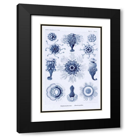 Haeckel Nature Illustrations: Siphoneae Hydrozoa - Dark Blue Tint Black Modern Wood Framed Art Print with Double Matting by Haeckel, Ernst